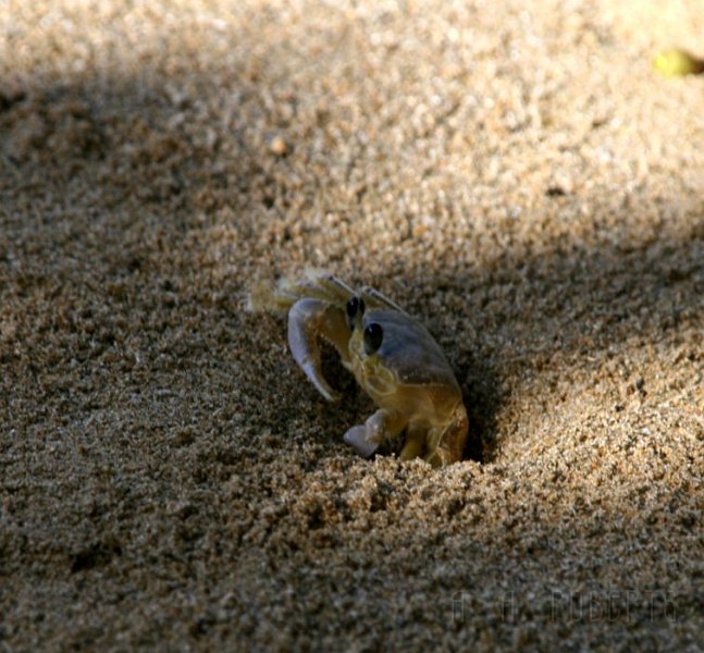 crab.jpg - This little guy popped out when I was trying to take a picutre of one of his shy friends.